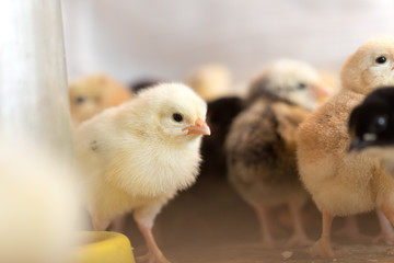 Newborn chickens