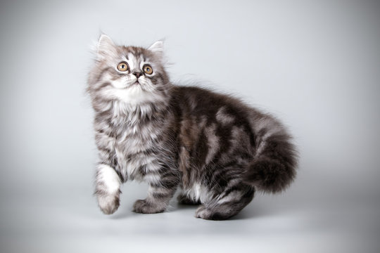 Scottish straight longhair cat on colored backgrounds