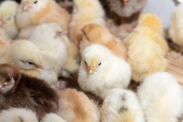 Newborn chickens