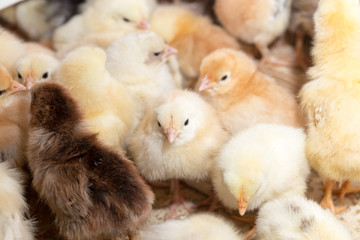 Newborn chickens