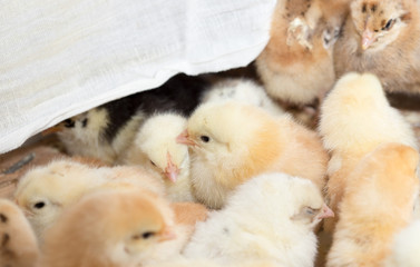 Newborn chickens