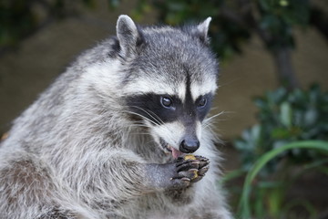 portrait of a raccoon