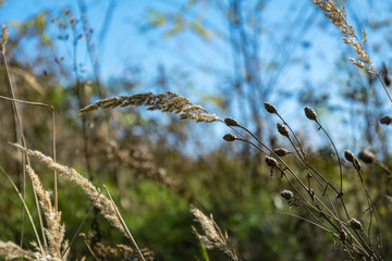 Dry yellow autumn grass close-up against the background of a blue sky. Golden warm october concept