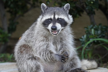 portrait of a raccoon