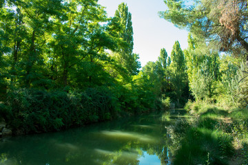 Fototapeta na wymiar vegetation on the river bank in autumn sunny day