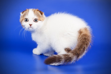 Scottish fold shorthair cat on colored backgrounds