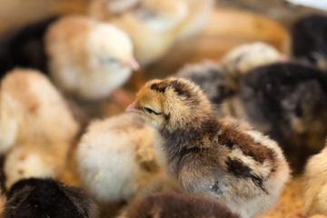 Newborn chickens
