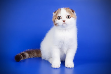 Scottish fold shorthair cat on colored backgrounds