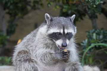 portrait of a raccoon