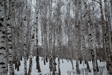 Snowfall in the city. Snow-covered birch trees in a city Park.
