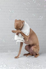 Italian piccolo dog getting ready for the bath