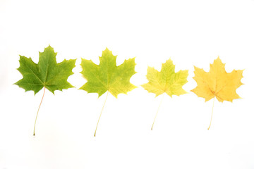 Fototapeta na wymiar Four maple leaves arranged in a row