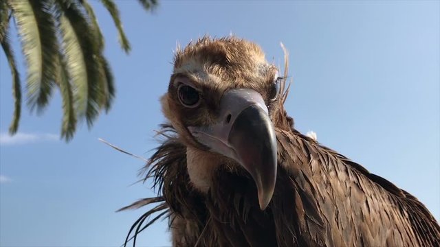 Griffon Vulture, Close-Up Of Head