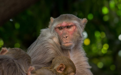 The Rhesus Macaque Monkey