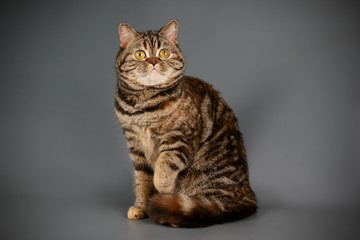 Obraz premium Scottish straight shorthair cat on colored backgrounds