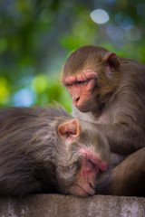 Fototapeta premium The Rhesus Macaque Monkey