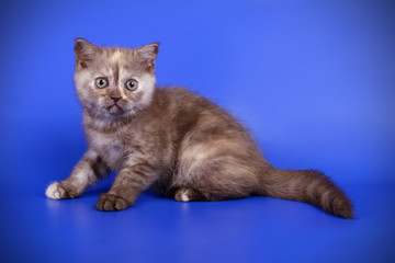 Scottish straight shorthair cat on colored backgrounds
