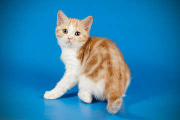 Scottish straight shorthair cat on colored backgrounds