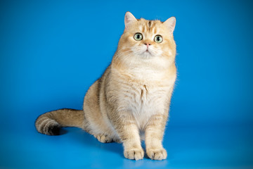 Scottish straight shorthair cat on colored backgrounds