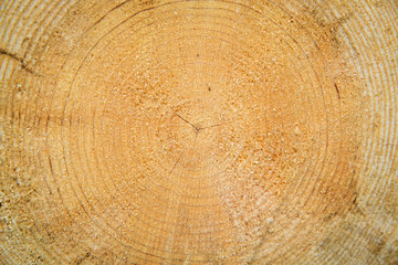 Cut logs. Cutting of dry wood, industrial logging.
