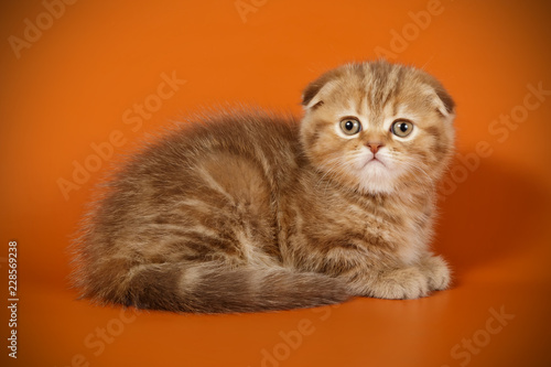 Scottish Fold Shorthair Cat On Colored Backgrounds Stock Photo