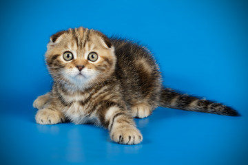 Obraz na płótnie Canvas Scottish fold shorthair cat on colored backgrounds