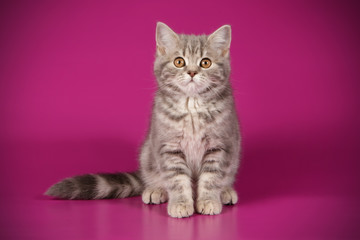 Naklejka na ściany i meble Scottish straight shorthair cat on colored backgrounds