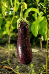 Growing the ripe purple eggplant  in vegetable garden © bondvit