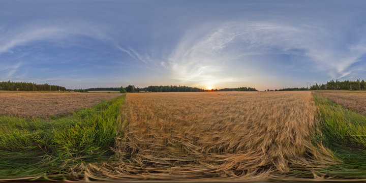 Barley Field In Keimola, Vantaa, Finland