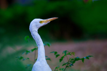 Cattle Egret in the garden in its natural habitat in a soft blurry background.