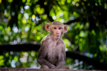 The Rhesus Macaque Monkey