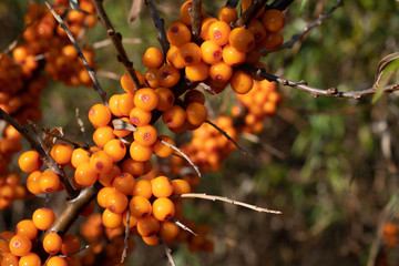 Branch with sea buckthorn berries. Berries are rich in vitamins