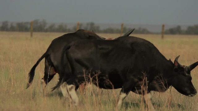 Wild black gaur pisses standing in a steppe