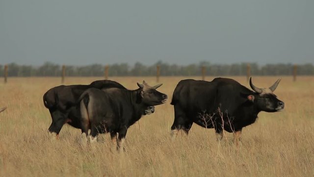 Three wild black buffaloes stands in a steppe in Askania-Nova