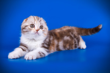 Scottish fold shorthair cat on colored backgrounds