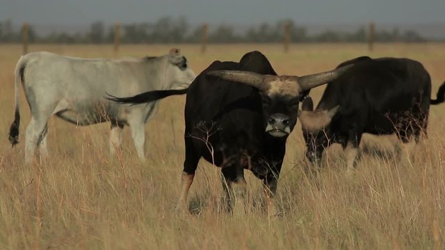 BIg wild black buffalo stands in a steppe with other