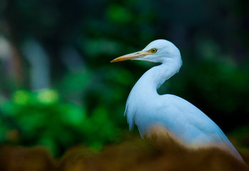 Cattle Egret in the garden in its natural habitat in a soft blurry background.