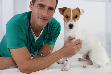 Veterinary care. Vet doctor and dog Jack Russell Terrier. Love taking care of animals