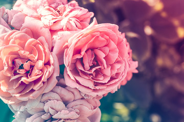 Красивые розовые розы, натуральный фон, лето в саду