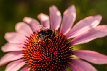 bumble bee on a echinacea