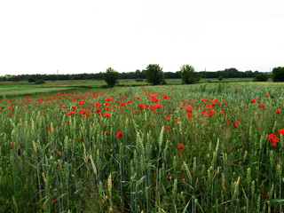 poppy field