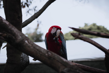 guacamayo