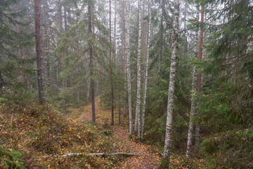 Forest in autumn