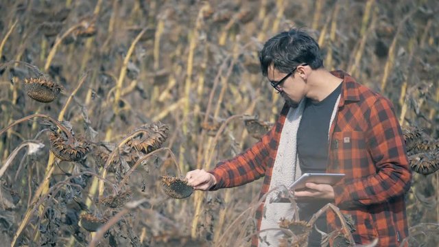 A man eats sunflower seeds on a field with dried crops. Global warming concept.
