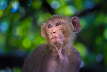 The Rhesus Macaque Monkey