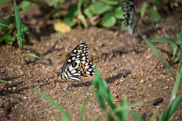 Papilio demoleus is a common and widespread swallowtail butterfly. The butterfly is also known as the lime butterfly, lemon butterfly, lime swallowtail, and chequered swallowtail.