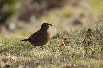 weibliche Amsel findet was leckeres auf dem Rasen