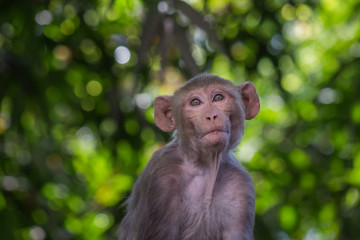 Monkeys are funny and very intelligent animals. Monkeys when you see them as usually happy, worried, cute and funny. 
