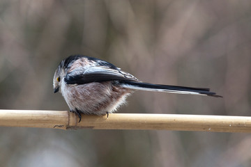 Naklejka premium Schwanzmeise aus Holzstab sitzend von hinten