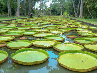 Fototapeta premium Giant water lilly